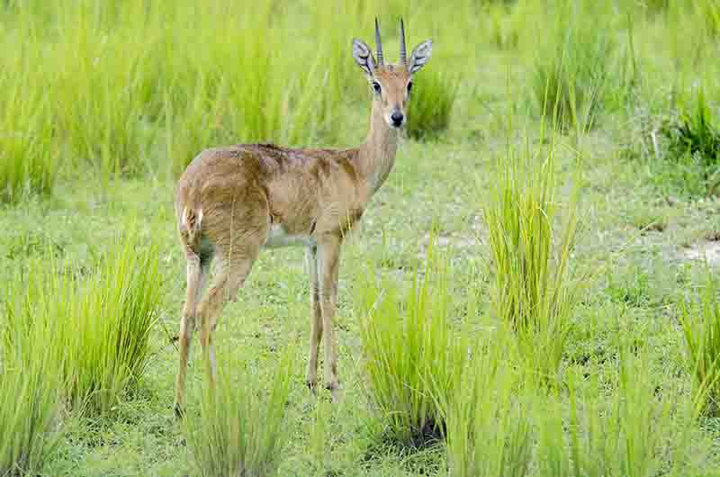 Antílope Dik Dik - parque nacional de las cataratas Murchison - Uganda 3.jpg